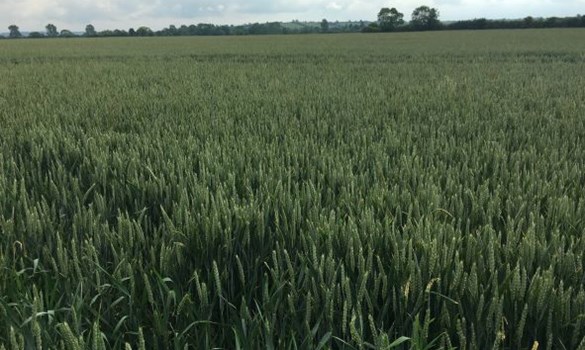 Winter wheat Vale of Belvoir